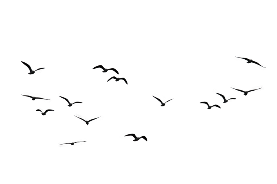 birds