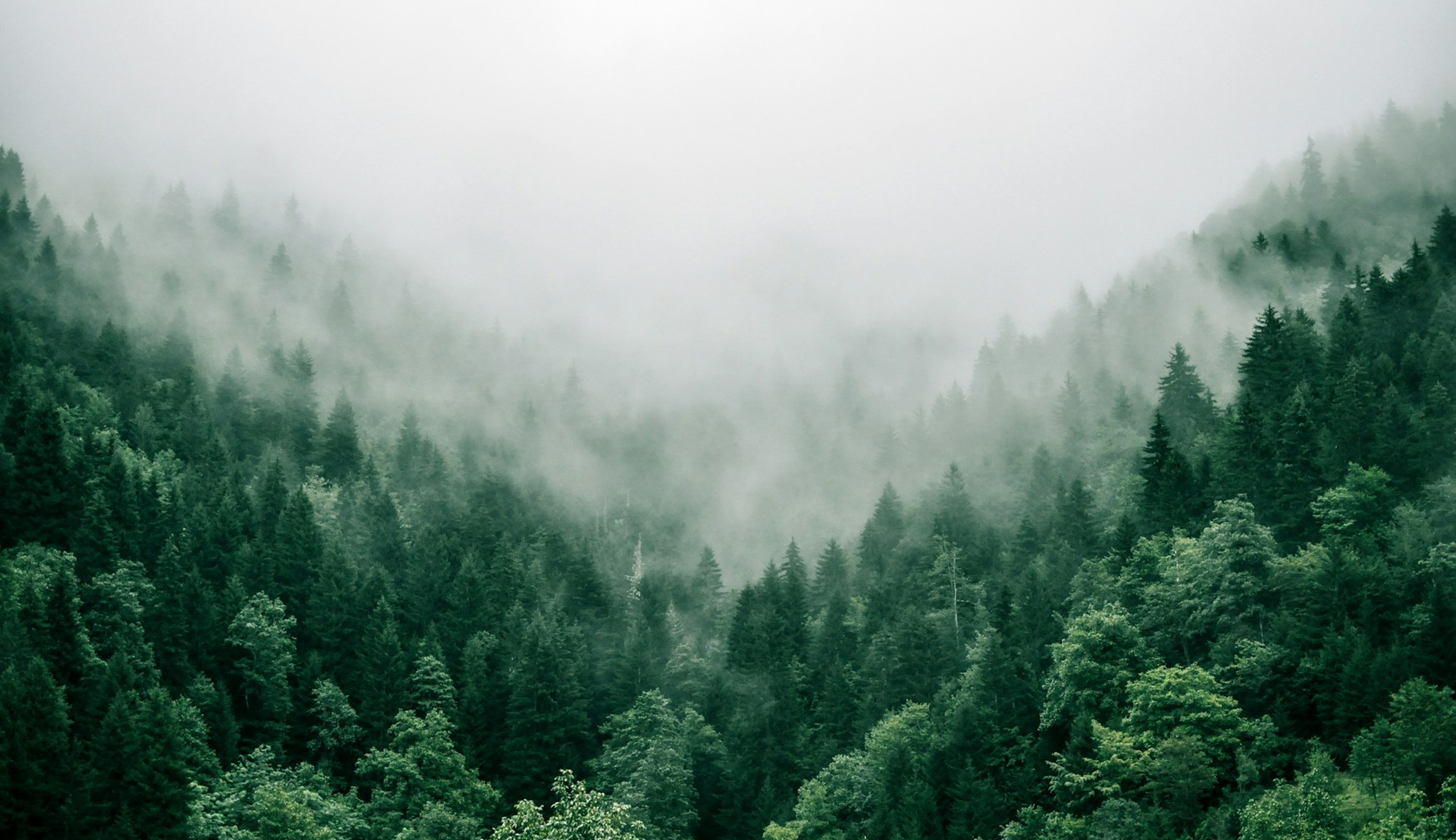 forestbg
